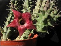 Huernia sp photo M-L N 2